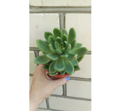 Ехеверія агавовидна (Echeveria AGAVOIDES)